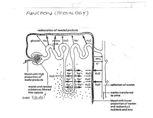 The Roles of the Nephron of the 120 ml of blood that is ... - Mrs Stovel