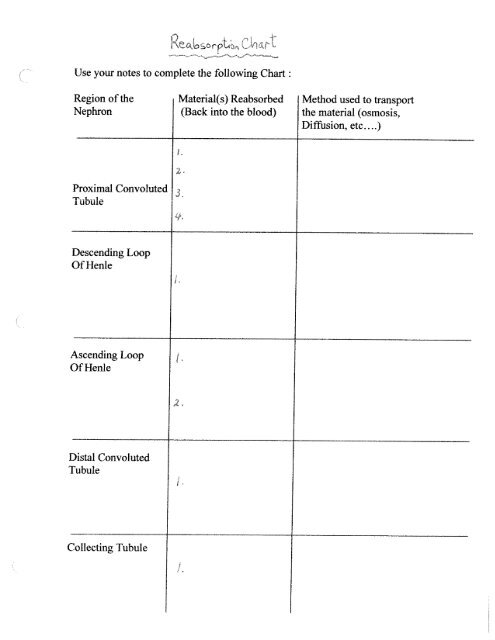 The Roles of the Nephron of the 120 ml of blood that is ... - Mrs Stovel