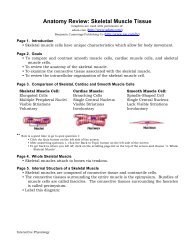 Anatomy Review: Skeletal Muscle Tissue - Sinoe medical homepage.