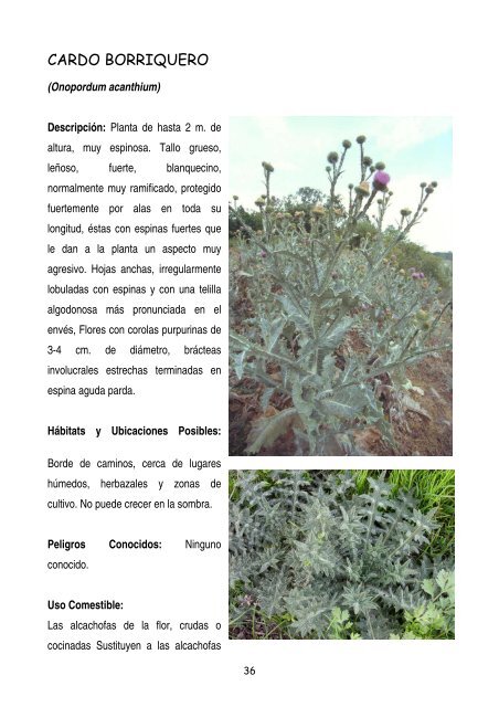 plantas-y-frutos-silvestres-comestibles-dr-cesar-lema-costas