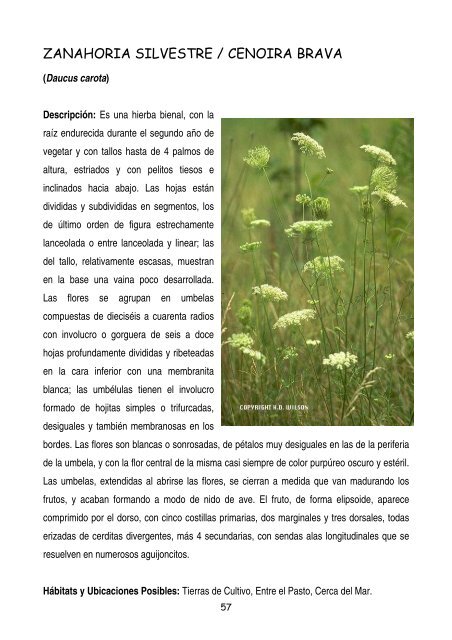 plantas-y-frutos-silvestres-comestibles-dr-cesar-lema-costas