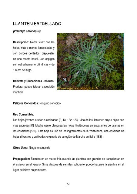 plantas-y-frutos-silvestres-comestibles-dr-cesar-lema-costas