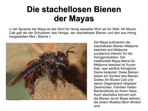 Die Geschichte der Bienen - Bienenzuchtverein Sulzbach ...