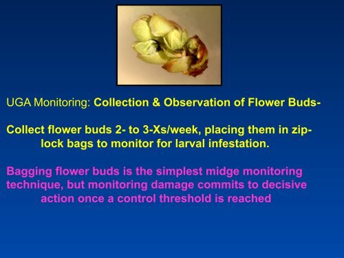 Southeastern Blueberry Insect & Mite Pest Management: Time In ...