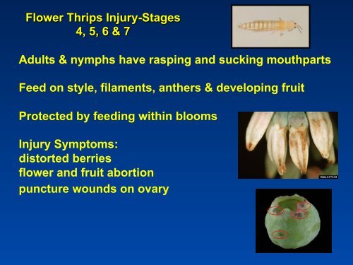 Southeastern Blueberry Insect & Mite Pest Management: Time In ...