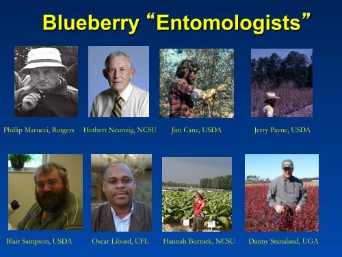 Southeastern Blueberry Insect & Mite Pest Management: Time In ...