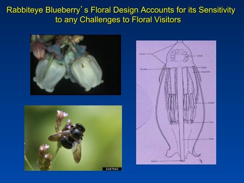 Southeastern Blueberry Insect & Mite Pest Management: Time In ...