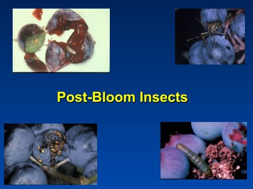 Southeastern Blueberry Insect & Mite Pest Management: Time In ...