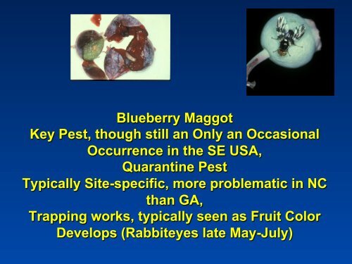 Southeastern Blueberry Insect & Mite Pest Management: Time In ...