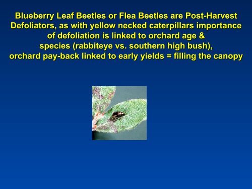 Southeastern Blueberry Insect & Mite Pest Management: Time In ...