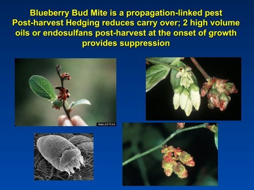 Southeastern Blueberry Insect & Mite Pest Management: Time In ...