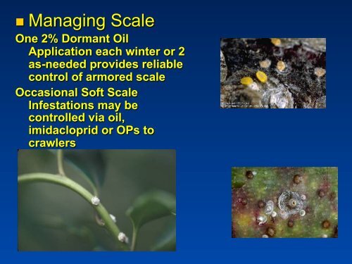 Southeastern Blueberry Insect & Mite Pest Management: Time In ...