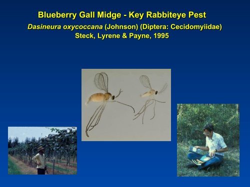 Southeastern Blueberry Insect & Mite Pest Management: Time In ...