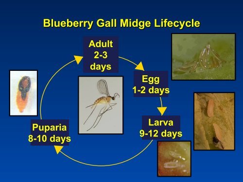 Southeastern Blueberry Insect & Mite Pest Management: Time In ...