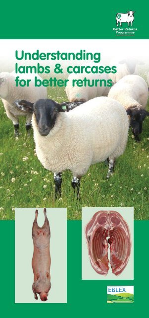 Understanding lambs and carcases - Eblex
