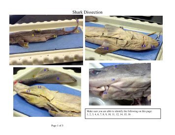 Shark Dissection Structures - Mr.E Science