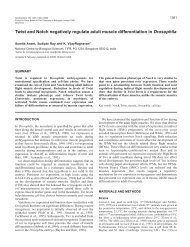 Twist and Notch negatively regulate adult muscle differentiation in ...