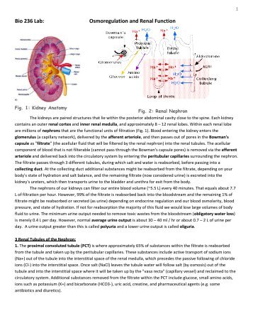 Bio 236 Lab: Osmoregulation and Renal Function