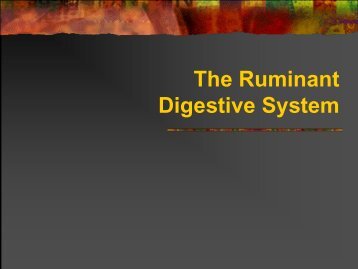 The Ruminant Digestive System