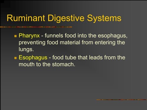 The Ruminant Digestive System