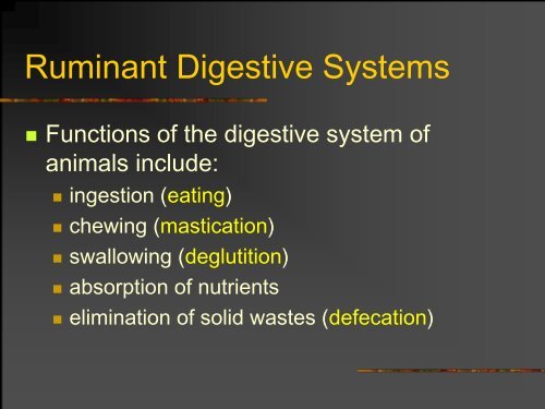 The Ruminant Digestive System