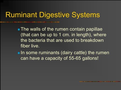 The Ruminant Digestive System