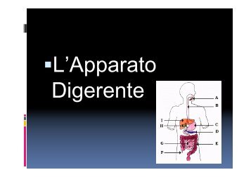 L'apparato digerente VB