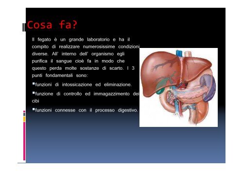 L'apparato digerente VB