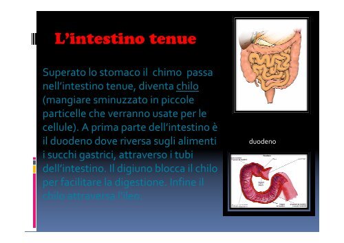 L'apparato digerente VB