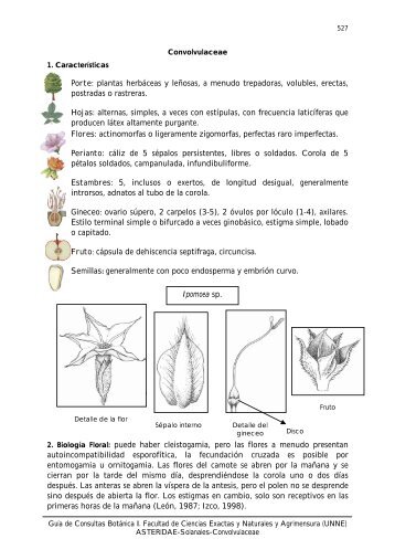 Convolvulaceae - Hipertextos del Ãrea de la BiologÃ­a