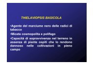 THIELAVIOPSIS BASICOLA â¢Agente del marciume nero delle radici ...