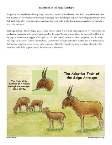 Adaptation in the Saiga Antelope - Exploring Nature