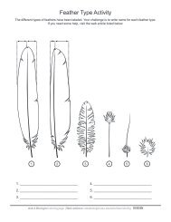 Feather Type & Anatomy Worksheet - Ask A Biologist