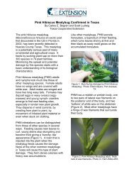 Pink Hibiscus Mealybug Confirmed in Texas (pdf) - Texas AgriLife