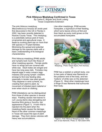 Pink Hibiscus Mealybug Confirmed in Texas (pdf) - Texas AgriLife