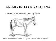 ANEMIA INFECCIOSA EQUINA