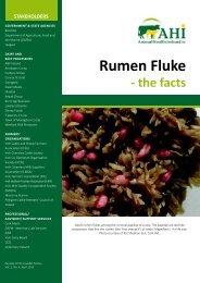 Rumen Fluke - The Facts - Animal Health Ireland