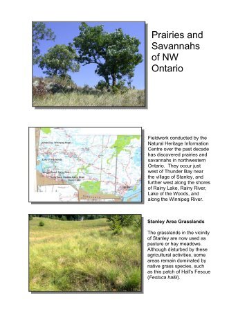 Prairies and Savannahs of NW Ontario - Tallgrass Ontario