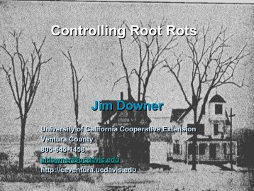Controlling Root Rots