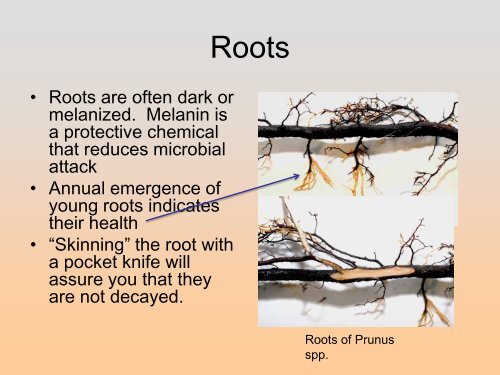 Controlling Root Rots