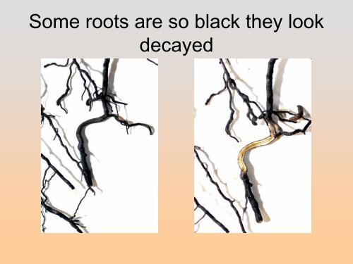 Controlling Root Rots