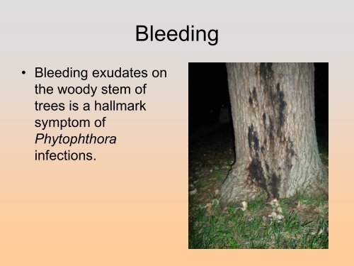 Controlling Root Rots