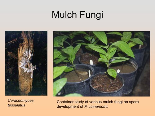 Controlling Root Rots