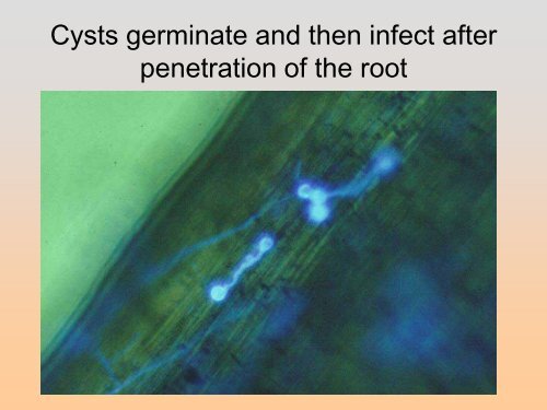 Controlling Root Rots