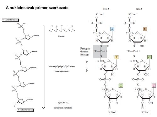 Nukleinsavak - Szerves Kémiai Tanszék