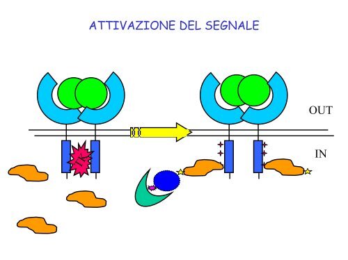 fattori di crescita