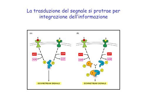 fattori di crescita