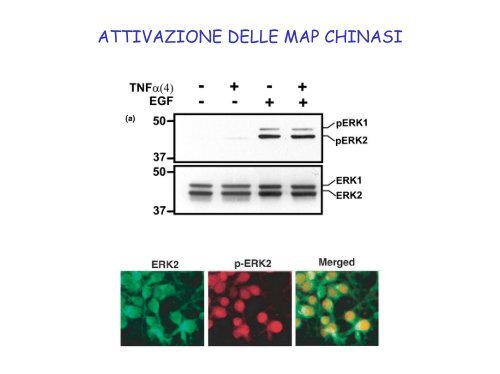 fattori di crescita