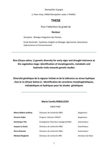 Rice (Oryza sativa. L) genetic diversity for early vigor and drought ...