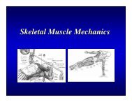 Skeletal Muscle Mechanics